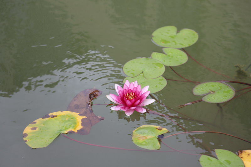 日出水了啊快点使劲动态图