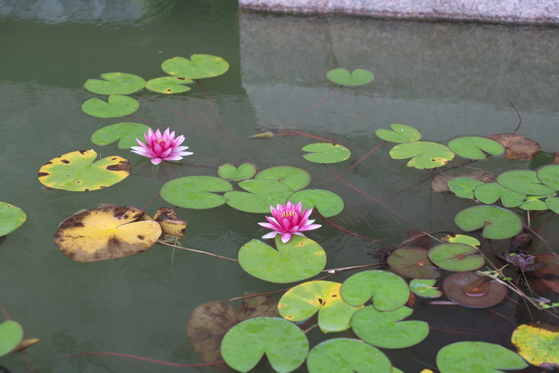 日出水了啊快点使劲动态图