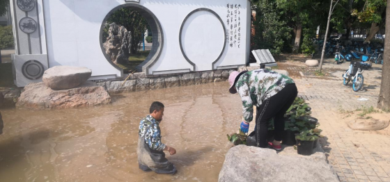 满园池栽种睡莲