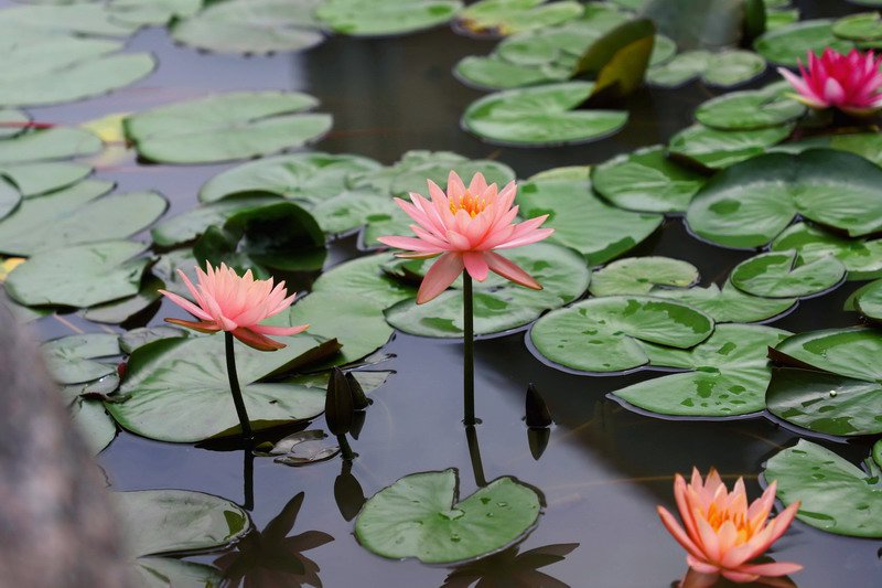 日出水了啊快点使劲动态图